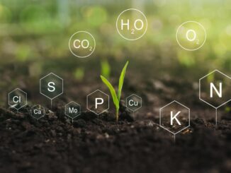 Quanto è importante il fosforo nelle piante